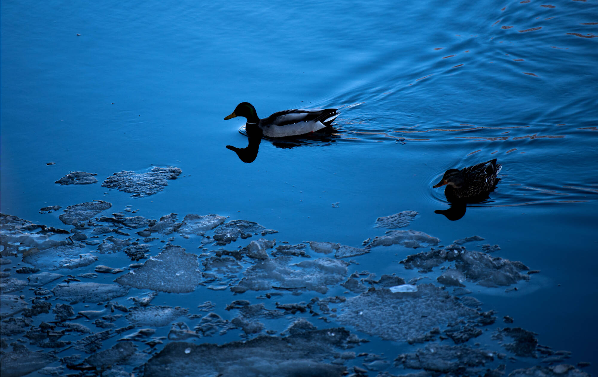 Silhouetted Mallards swimming on icy water.